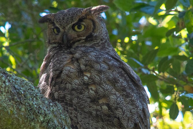 Golden Gate Park Twilight Wildlife Walking Tour - Why the small group size helps
