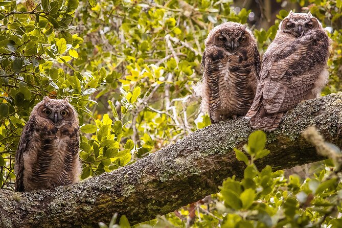 Golden Gate Park Twilight Wildlife Walking Tour - Is $40 a fair price?