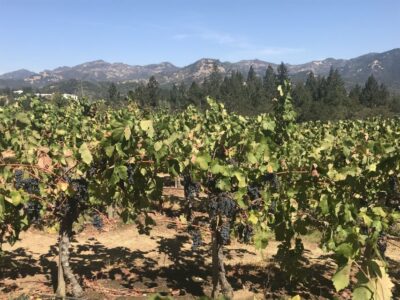 Guided Private Wine Tour to Napa and Sonoma Wine Country