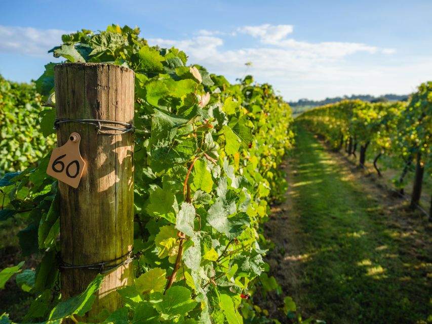 Guided Private Wine Tour to Napa and Sonoma Wine Country - First Napa tasting: polished wine country and useful context