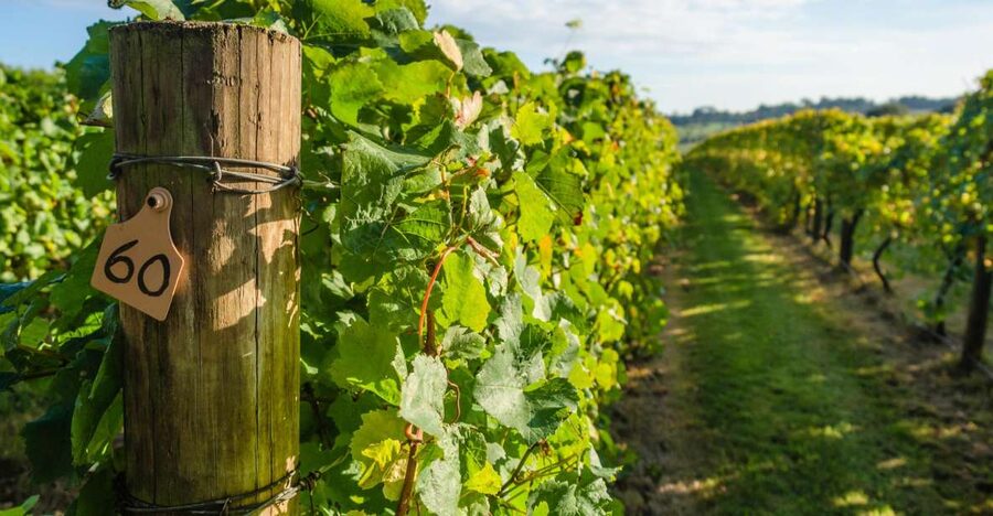 Guided Private Wine Tour to Napa and Sonoma Wine Country - Lunch around Sonoma Plaza