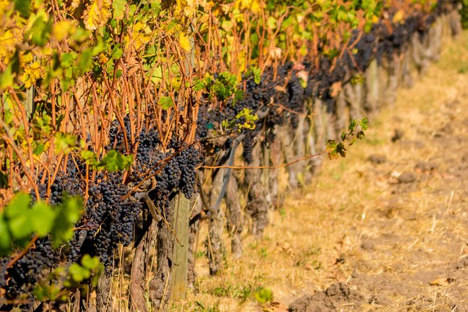 Half-Day Wine Country Tour from San Francisco - Food, water, and the practical tasting details