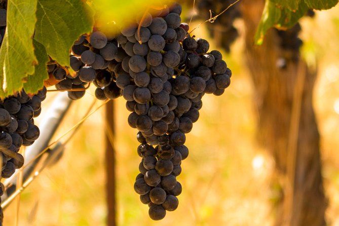 Half-Day Wine Country Tour from San Francisco - Is $129.99 a fair price?