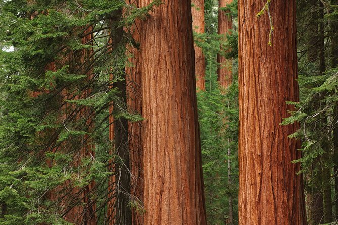 Mix & Save: Muir Woods and Sausalito + Escape From the Rock Cruise - One hour in Sausalito