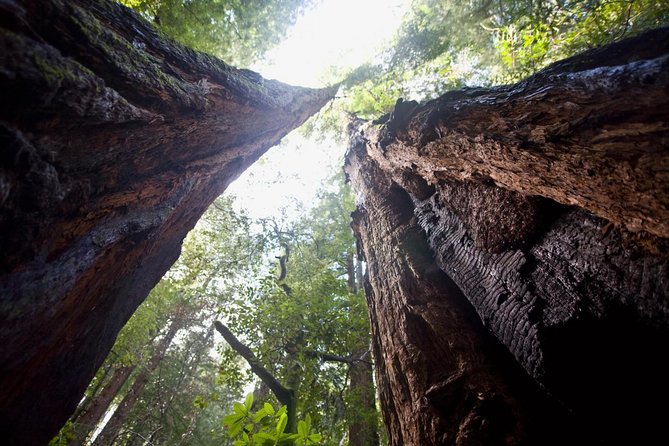 Mix & Save: Muir Woods and Sausalito + Escape From the Rock Cruise - Seeing Alcatraz from the water