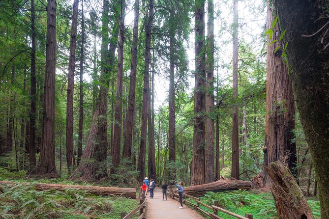 Mix & Save: Muir Woods and Sausalito + Escape From the Rock Cruise - Crossing the Golden Gate Bridge
