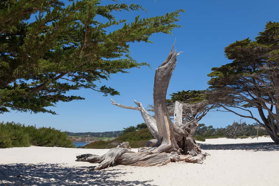 Monterey, Carmel, 17 Mile Dr, Big Sur & Mcway Falls Pvt Tour - Monterey begins with the sea