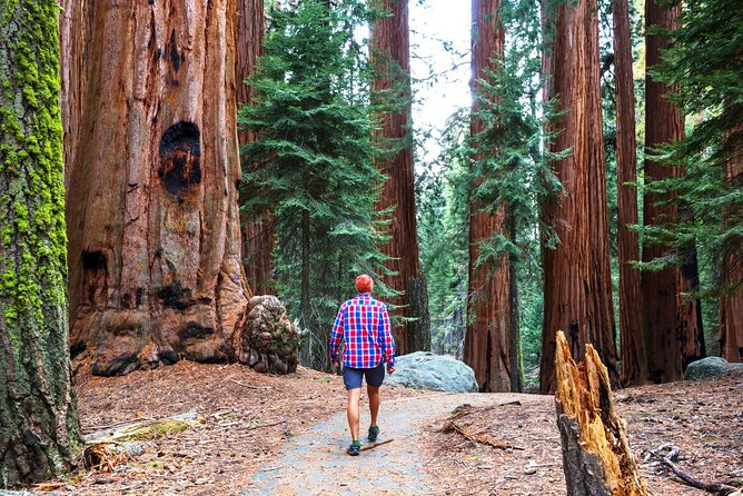 Muir Woods and Sausalito Half Day Tour - The ride across the Golden Gate Bridge