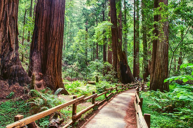 Muir Woods and Sausalito Half Day Tour - Timing, closures, and what to bring