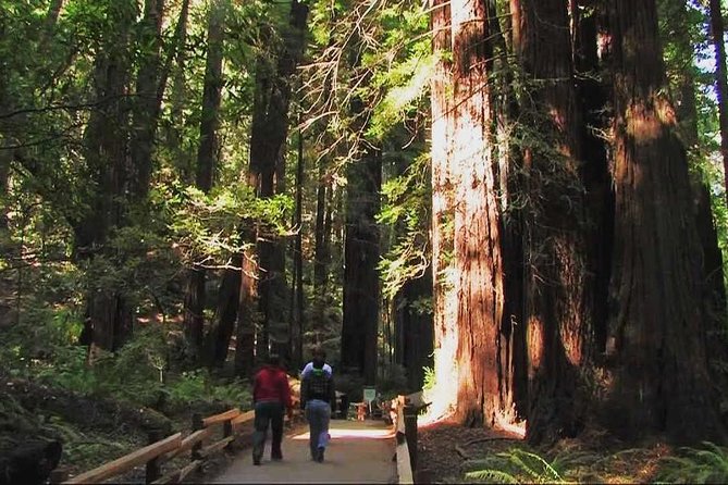 Muir Woods and Sausalito Morning Tour Small-Group Half Day - Muir Woods is the reason to go