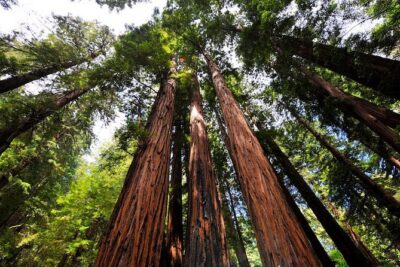 Muir Woods and Sausalito Morning Tour Small-Group Half Day