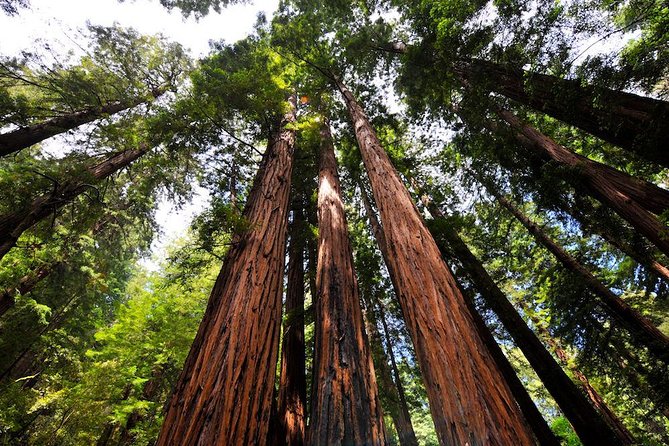 Muir Woods and Sausalito Morning Tour Small-Group Half Day - What the small van ride is really like