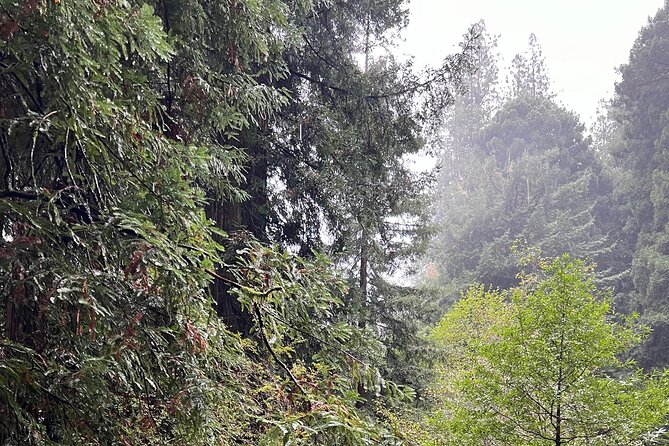 Muir Woods and Sausalito Private Tour - Practical timing and booking advice