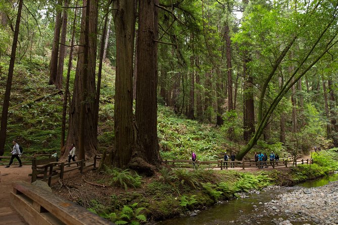 Muir Woods and Sausalito (Return by Bus or Ferry) - Why this half-day trip works