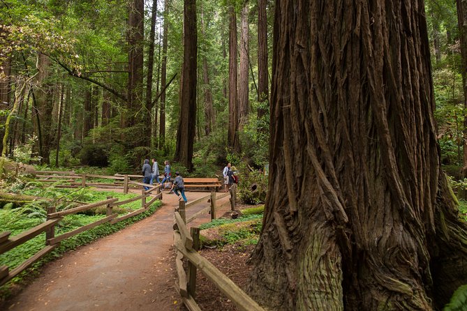Muir Woods and Sausalito (Return by Bus or Ferry) - Starting in Union Square or Fisherman’s Wharf