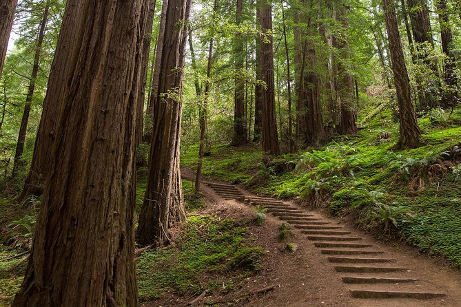 Muir Woods and Sausalito (Return by Bus or Ferry) - Guide commentary and the ride itself