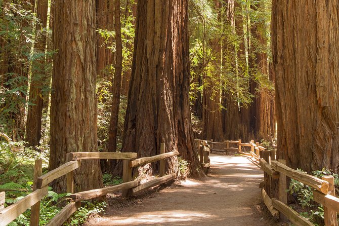 Muir Woods and Sausalito Small-Group Tour - Walking Beneath the Redwoods at Muir Woods