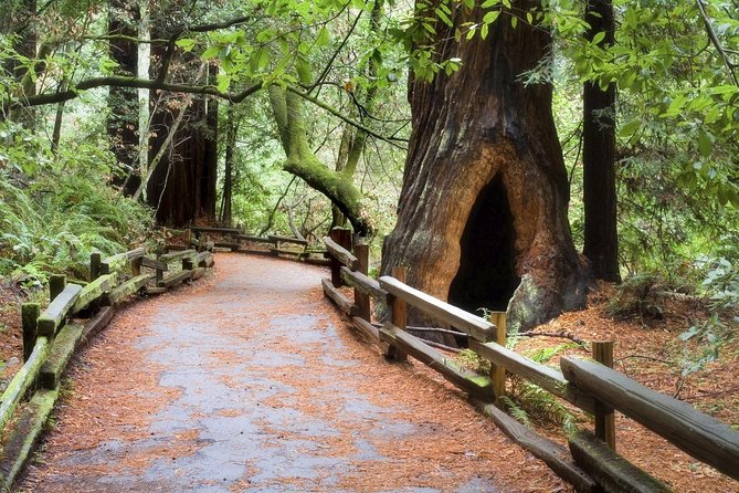 Muir Woods & Napa-8hr-Private Scenic Wine Tour From San Francisco - One hour among the redwoods at Muir Woods