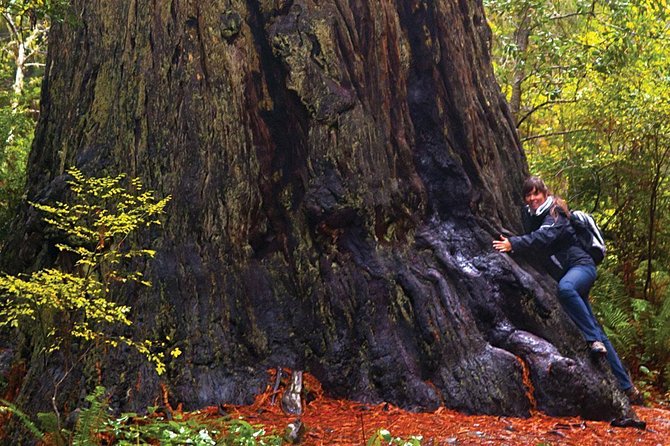 Muir Woods & Napa-8hr-Private Scenic Wine Tour From San Francisco - Sonoma gives you the first wine-country block
