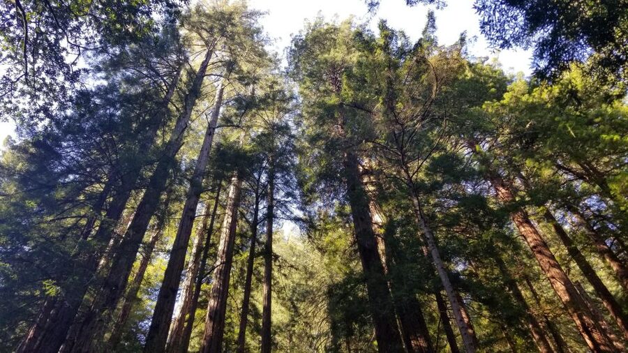 Muir Woods, Sausalito and Ferry back to Fisherman's Wharf - Key points to know