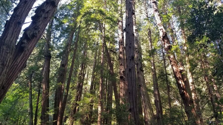 Muir Woods, Sausalito and Ferry back to Fisherman's Wharf - The city-to-forest route