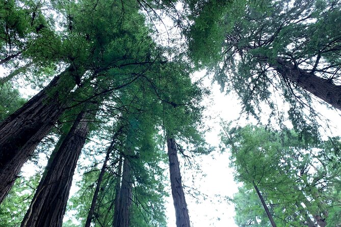 Muir Woods, Sausalito and Golden Gate Bridge - Walking Beneath the Tall Trees at Muir Woods