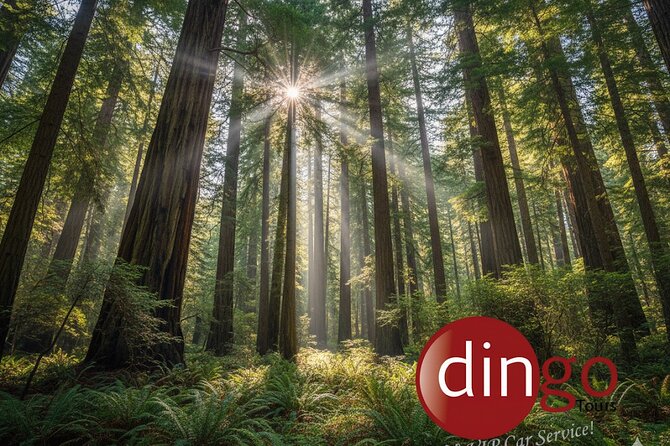 Muir Woods, Sausalito and Golden Gate Bridge - What Private Transport Means for Your Day