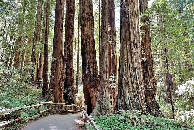 Muir Woods, Sausalito, Battery Spencer Premium Small-Group Tour - Why this route works so well in one day