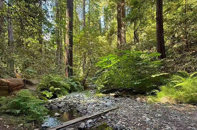 Muir Woods, Sausalito, Battery Spencer Premium Small-Group Tour - Sausalito, one hour by the bay