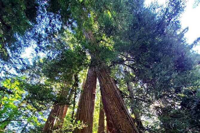 Muir Woods Sausalito Entry & Ferry to Fishermans Wharf included - Why this route works so well