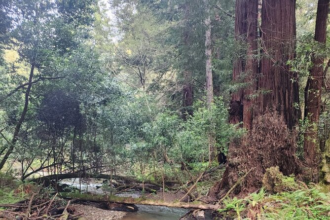 Muir Woods Sausalito Entry & Ferry to Fishermans Wharf included - The Marin County drive to Muir Woods