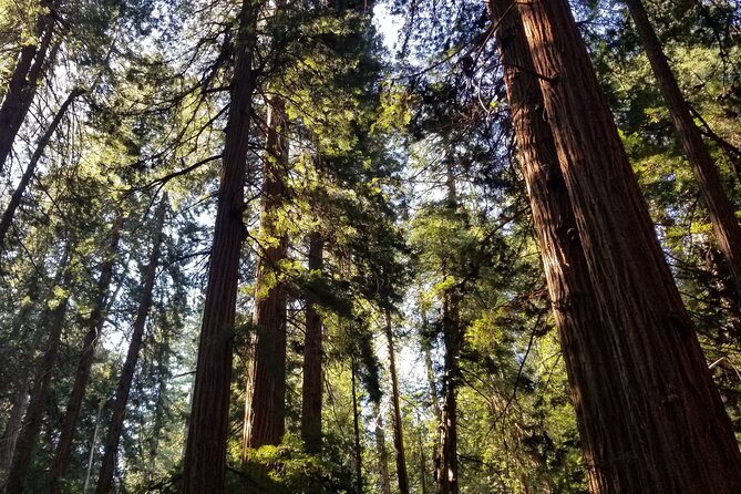Muir Woods Sausalito Entry & Ferry to Fishermans Wharf included - Walking among the coastal redwoods
