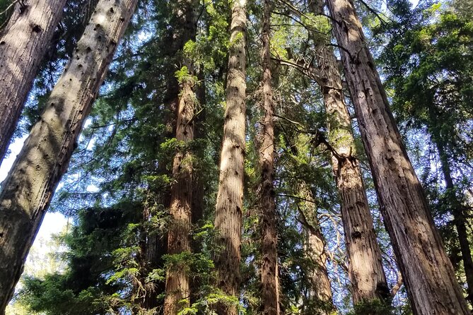 Muir Woods Sausalito Entry & Ferry to Fishermans Wharf included - Returning by ferry to Pier 41