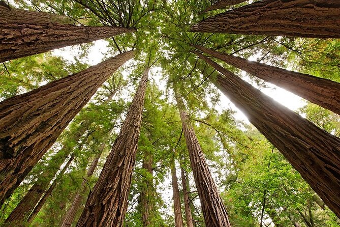 Muir Woods & Sausalito: Small Group Experience - The guide can shape the whole afternoon