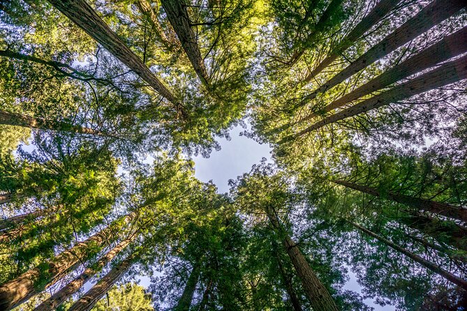 Muir Woods & Sausalito Tour - Meeting point and the details that matter