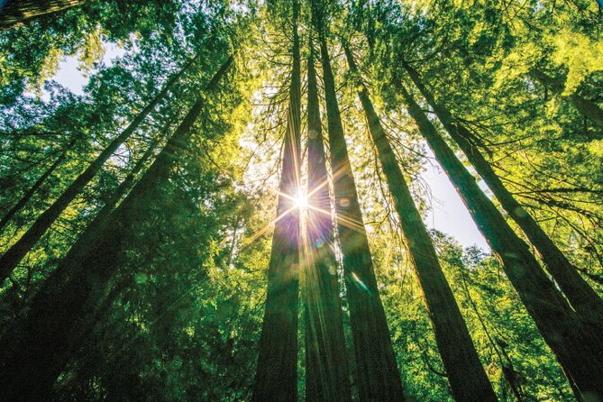 Muir Woods & Sausalito Tour - One hour beneath the redwoods