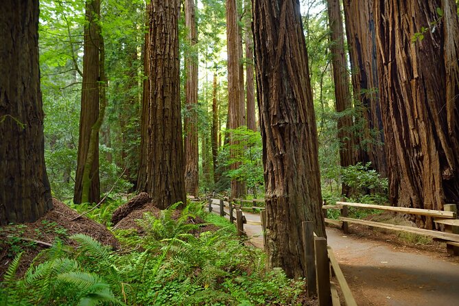Muir Woods Self-Guided Driving and Walking Audio Tour - What the Walking Portion Adds