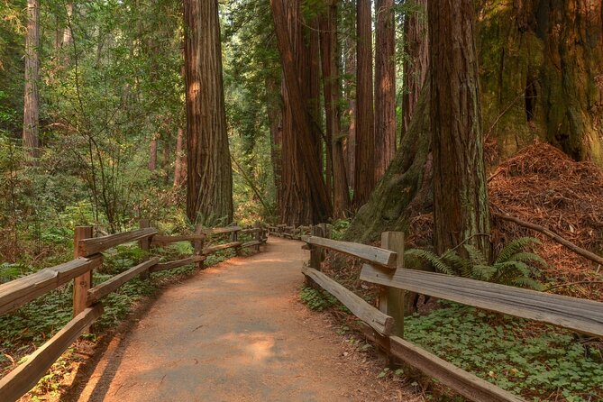 Muir Woods Self-Guided Driving and Walking Audio Tour - Price and Value for a Small Group