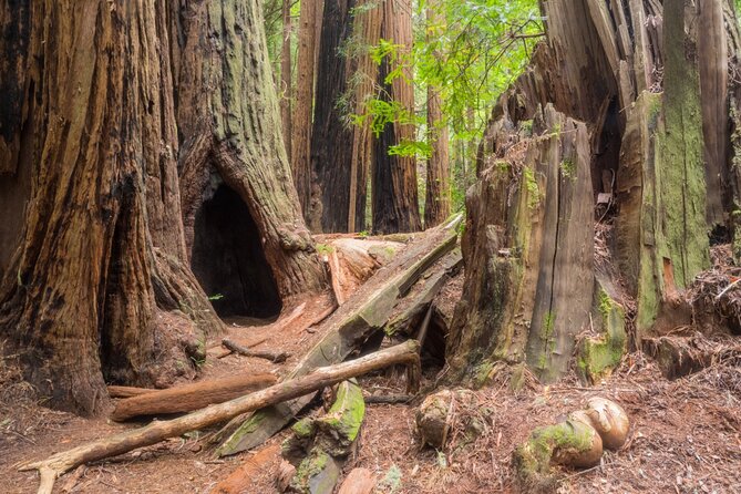 Muir Woods Self-Guided Driving and Walking Audio Tour - Muir Woods Road and the Coastal Redwoods