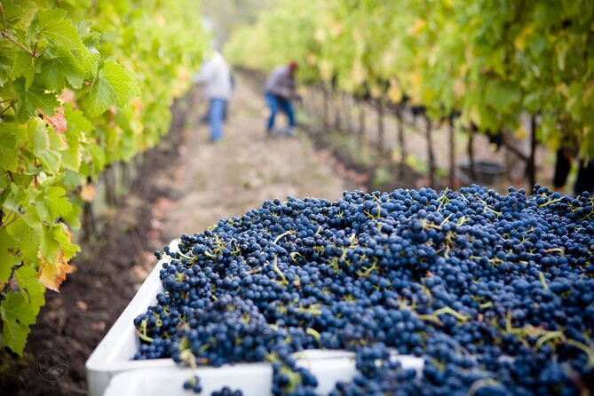 Muir Woods & Wine Tour: Redwoods & Tastings at 3 Wineries - Sonoma Plaza for lunch and a short town visit