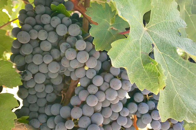 Napa and Sonoma Private Wine Tasting Tour and Luxury Car Service - Choosing between Napa Valley and Sonoma