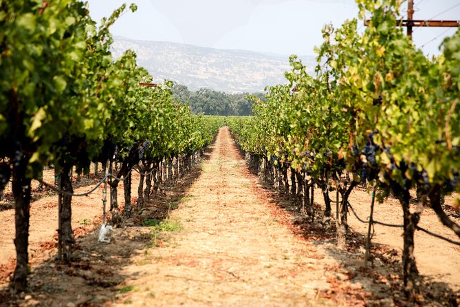Napa and Sonoma Wine Country Full-Day Tour from San Francisco - Roche Winery and the family-run welcome