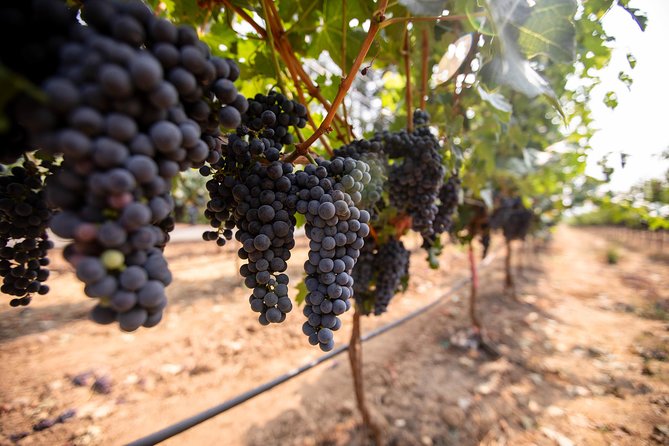 Napa and Sonoma Wine Country Full-Day Tour from San Francisco - Artesa Winery brings the big views