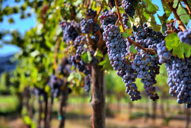 Napa or Sonoma Private Wine Tour from San Francisco - What the winery portion is really like