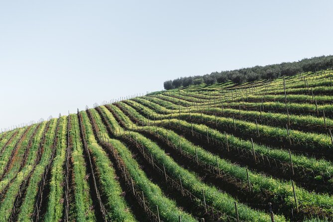 Napa Valley and Sonoma Wine Tour - A private day instead of a bus tour