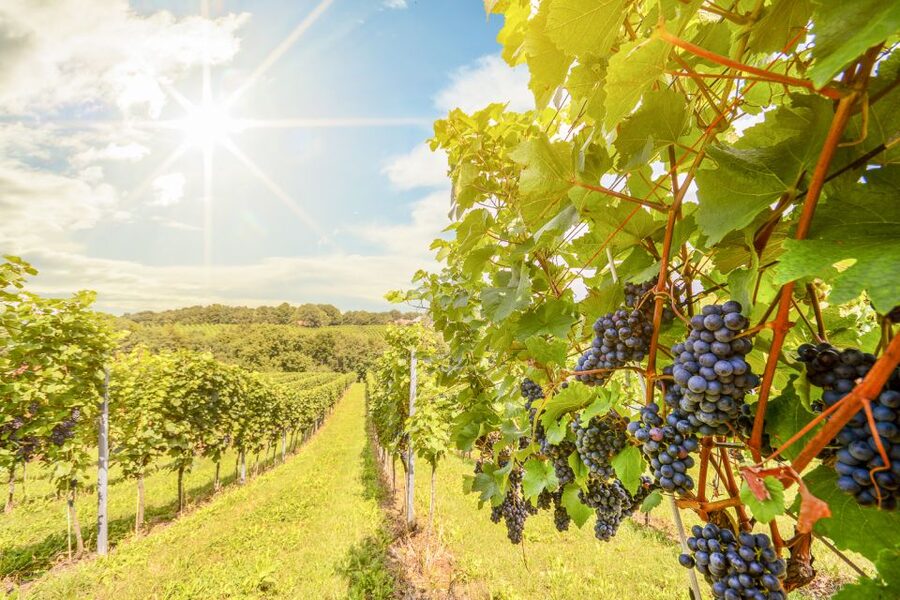 Napa Valley: Guided Wine Tour with Picnic Lunch - Three boutique wineries instead of a Napa checklist