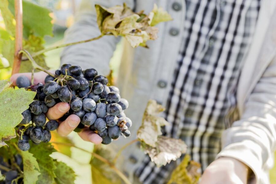 Napa Valley: Guided Wine Tour with Picnic Lunch - Wine education without the lecture hall