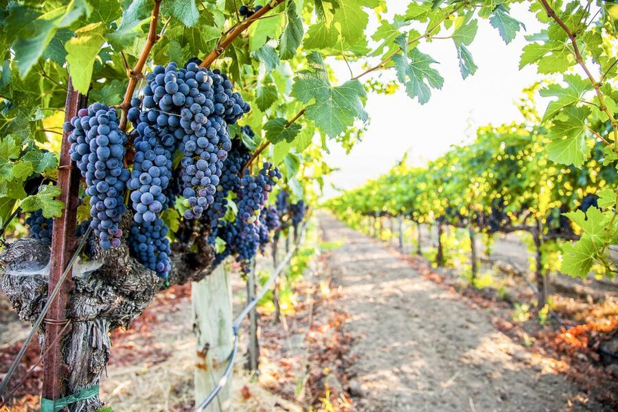 Napa Valley: Guided Wine Tour with Picnic Lunch - Picnic lunch at a winery