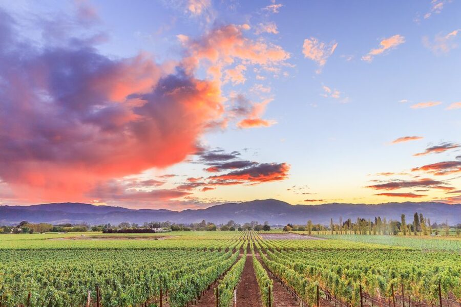 Napa Valley: Guided Wine Tour with Picnic Lunch - The social side of a small group