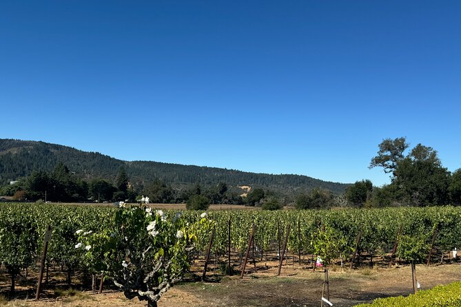 Napa Valley Luxury Wine Tours & Car Services - Comfort, Supplies, and Practical Limits